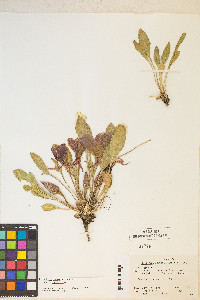 Oenothera cespitosa var. cespitosa image