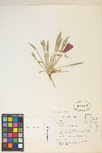 Oenothera cespitosa var. cespitosa image