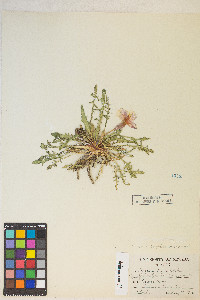 Oenothera cespitosa image