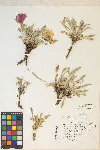 Oenothera cespitosa image