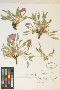 Oenothera cespitosa image