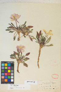 Oenothera cespitosa image