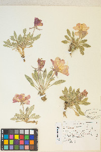 Oenothera cespitosa image