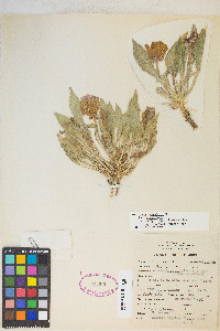 Oenothera cespitosa image