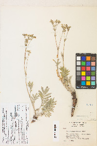 Potentilla crinita image