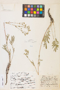 Potentilla crinita image