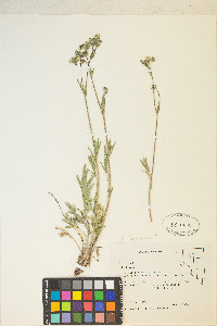 Potentilla hippiana image