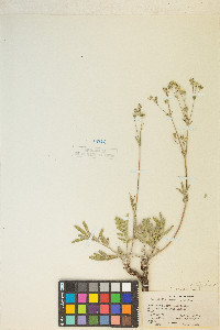 Potentilla hippiana image