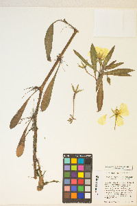 Ludwigia grandiflora image