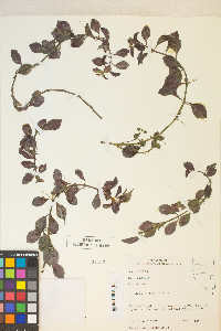 Ludwigia repens image