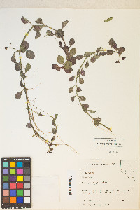 Ludwigia repens image