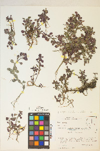 Ludwigia repens image