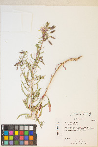 Oenothera albicaulis image