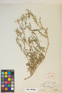 Oenothera albicaulis image