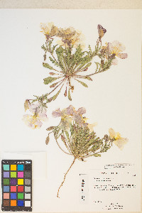 Oenothera albicaulis image