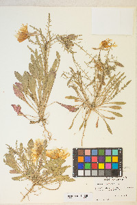 Oenothera albicaulis image