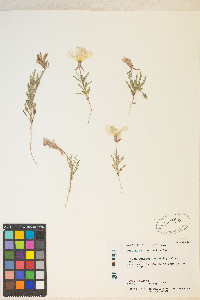 Oenothera albicaulis image