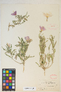 Oenothera albicaulis image