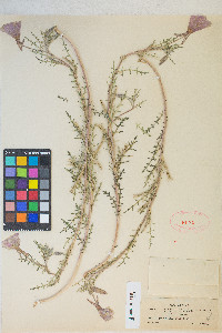 Oenothera albicaulis image