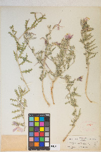 Oenothera albicaulis image