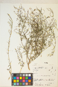 Eremothera refracta image