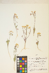 Eremothera refracta image