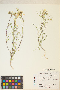 Eremothera refracta image