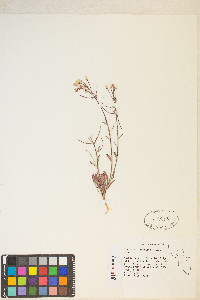 Eremothera refracta image