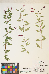 Fuchsia magellanica image