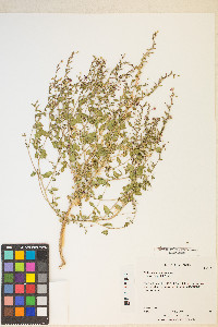 Eremothera gouldii image