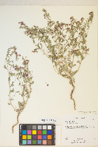 Eremothera gouldii image