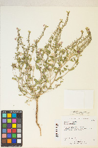 Eremothera gouldii image