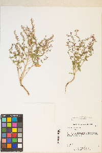 Eremothera gouldii image