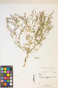 Eremothera gouldii image