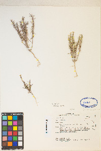 Eremothera minor image