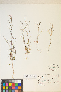 Eremothera chamaenerioides image