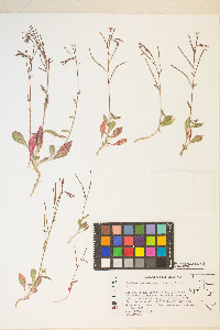 Eremothera chamaenerioides image