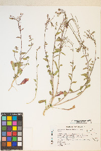 Eremothera chamaenerioides image