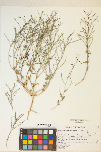 Eremothera chamaenerioides image