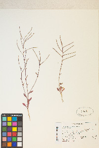 Eremothera chamaenerioides image