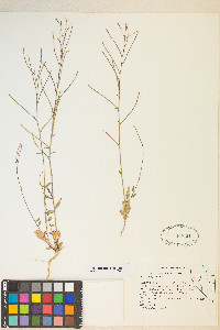 Eremothera chamaenerioides image