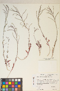 Eremothera chamaenerioides image