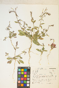 Eremothera chamaenerioides image