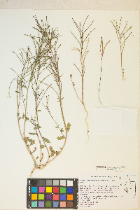 Eremothera chamaenerioides image