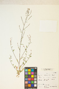 Eremothera chamaenerioides image