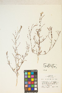 Eremothera chamaenerioides image