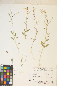 Eremothera chamaenerioides image