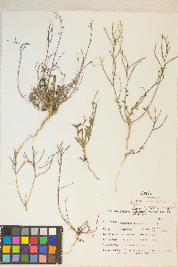 Eremothera chamaenerioides image