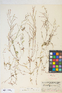 Eremothera chamaenerioides image