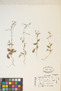 Eremothera chamaenerioides image